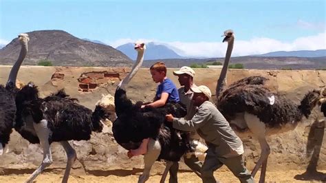 boy riding ostrich.